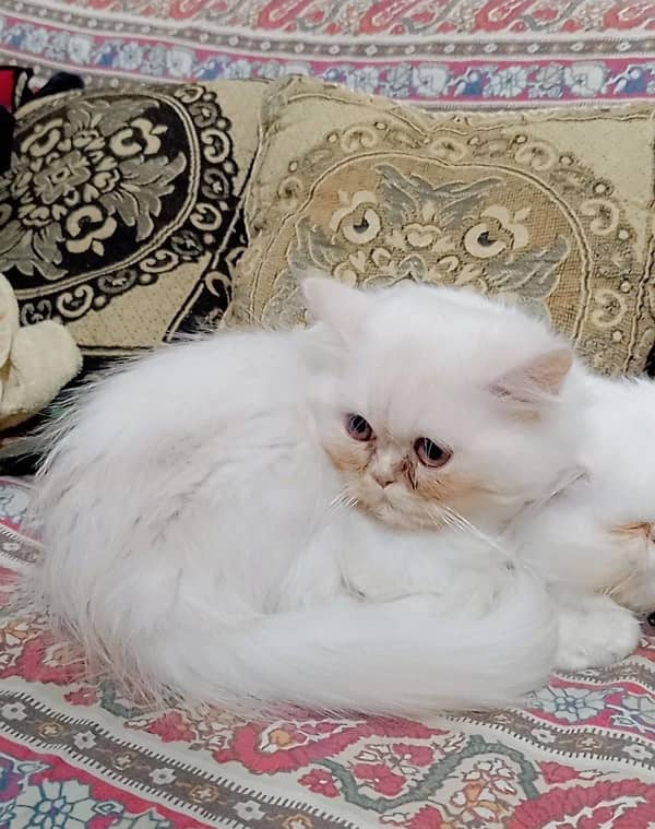 PERSIAN CAT 0