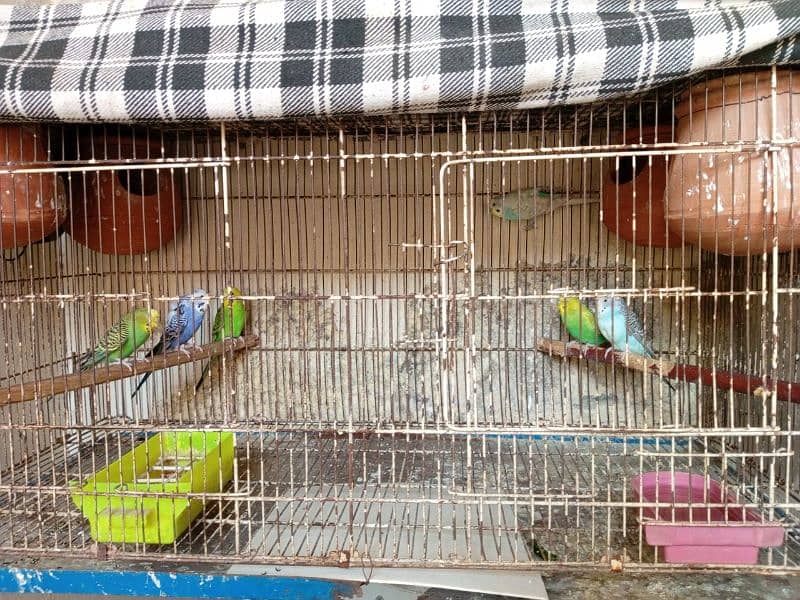 2 male 4 female with cage 0