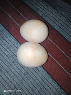 Aseel eggs for Sale : fresh.