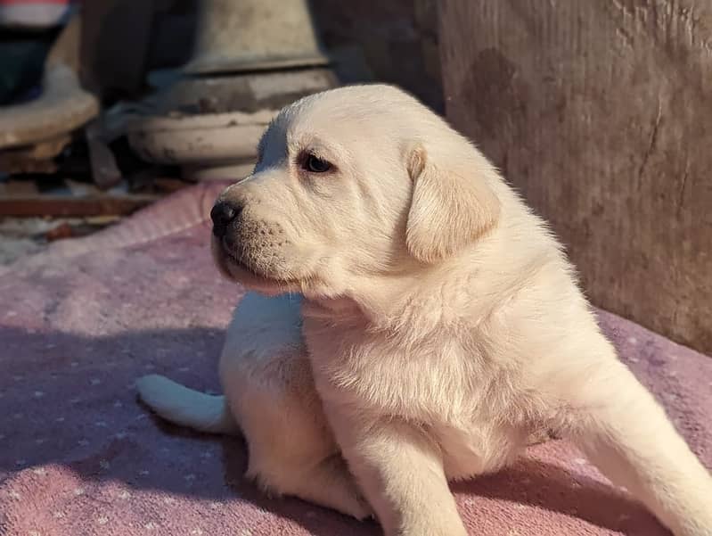 LABRADOR PUPPY show class 03014615555 1