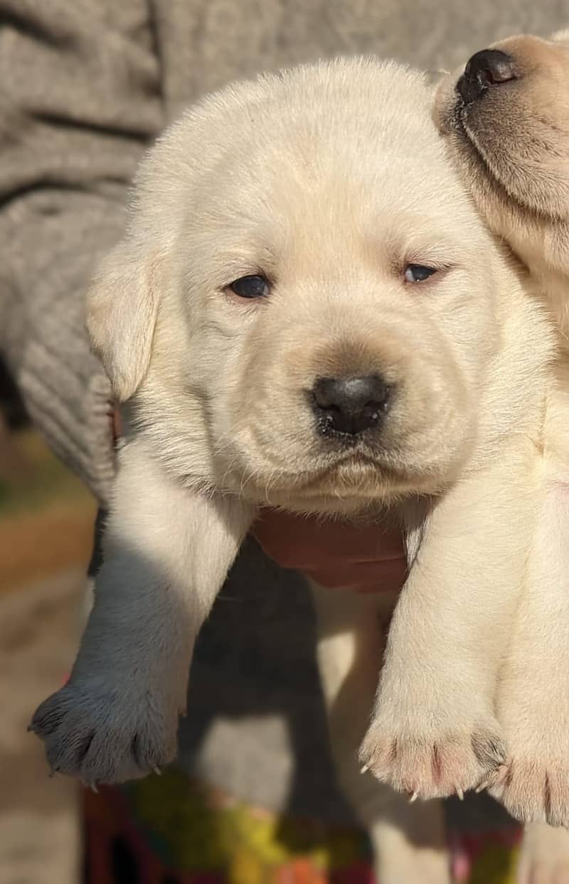 LABRADOR PUPPY show class 03014615555 2