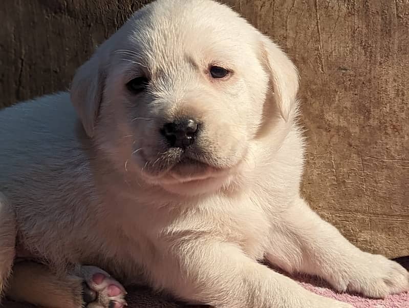 LABRADOR PUPPY show class 03014615555 3