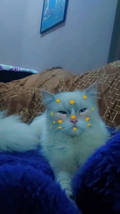 persian cat Grey and white mix