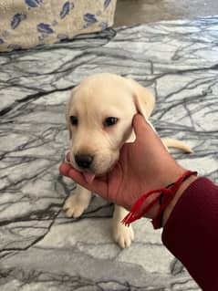 Pure bred Labrador puppies available!