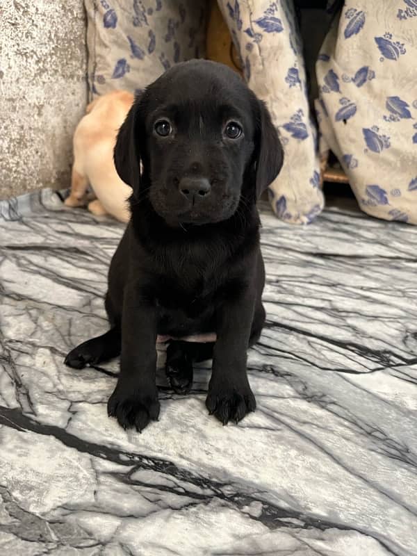 Pure bred Labrador puppies available! 1