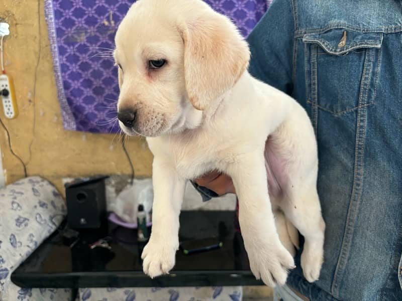 Pure bred Labrador puppies available! 2