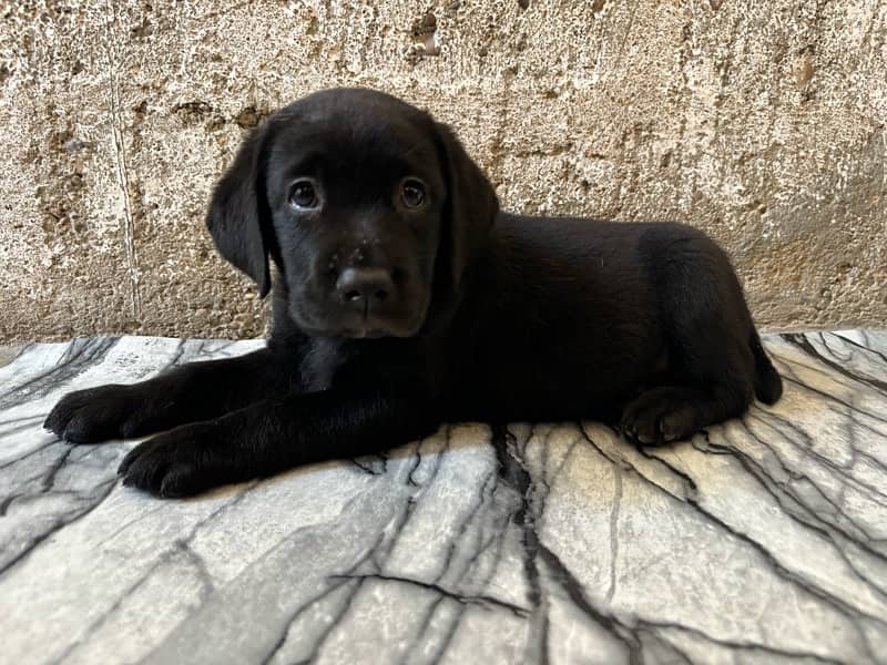 Pure bred Labrador puppies available! 3