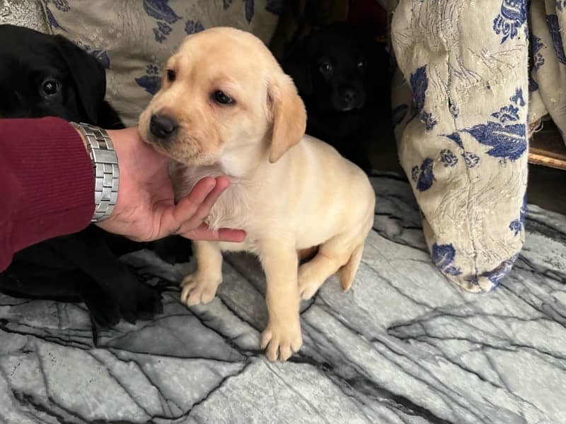 Pure bred Labrador puppies available! 5