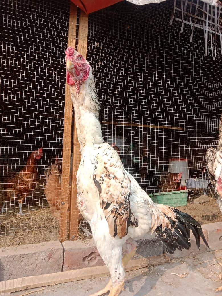 Aseel | Aseel Hens | Hens | Aseel For Sale 0