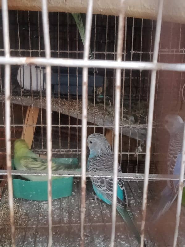 Australian budgies and Hogoromo double flower 3