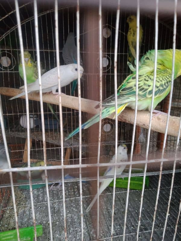 Australian budgies and Hogoromo double flower 4