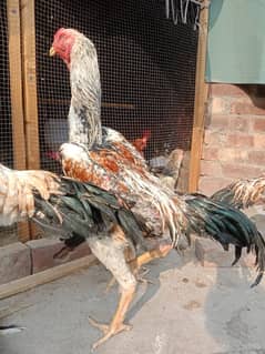 Aseel | Aseels Hens | Hens | Aseel For Sale