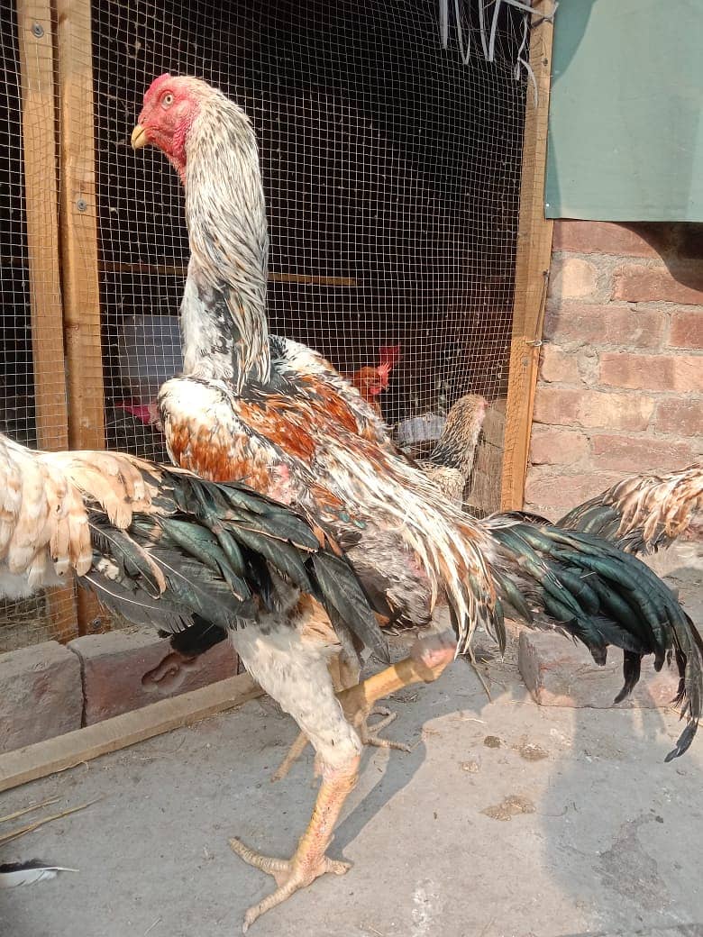 Aseel | Aseels Hens | Hens | Aseel For Sale 0