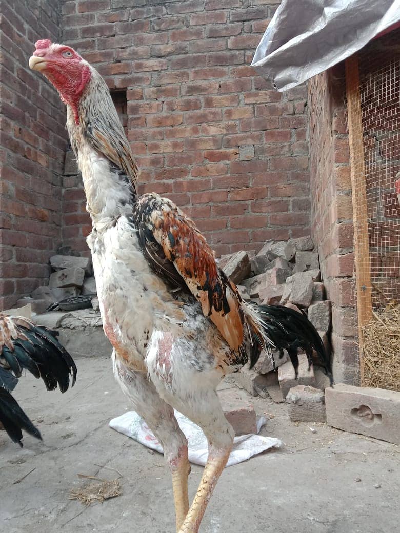 Aseel | Aseels Hens | Hens | Aseel For Sale 1