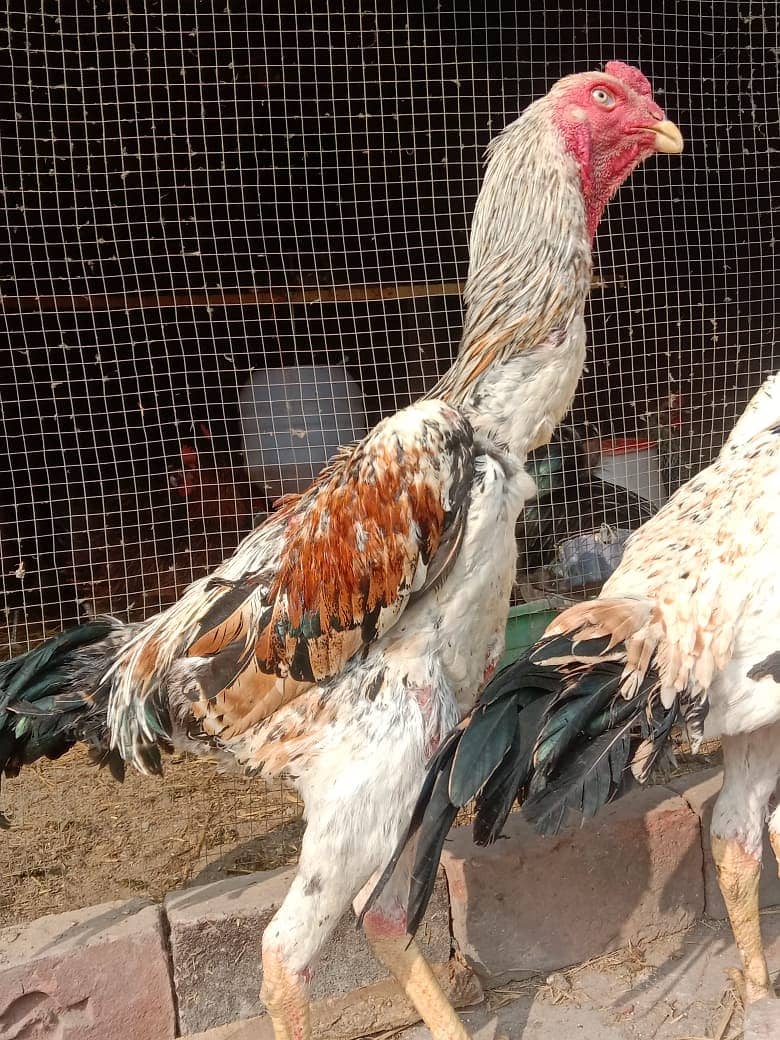 Aseel | Aseels Hens | Hens | Aseel For Sale 3