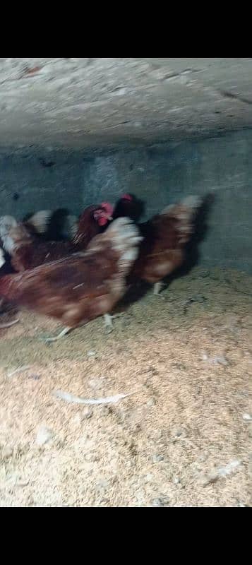 lohman brown & RIR chicks hens &eggs available!!! 6