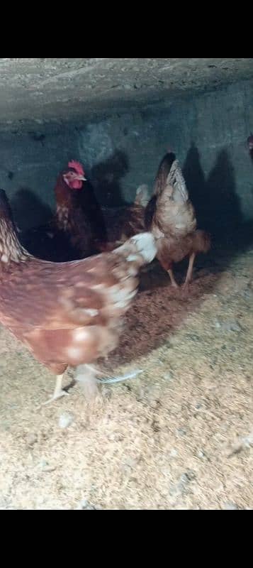 lohman brown & RIR chicks hens &eggs available!!! 11