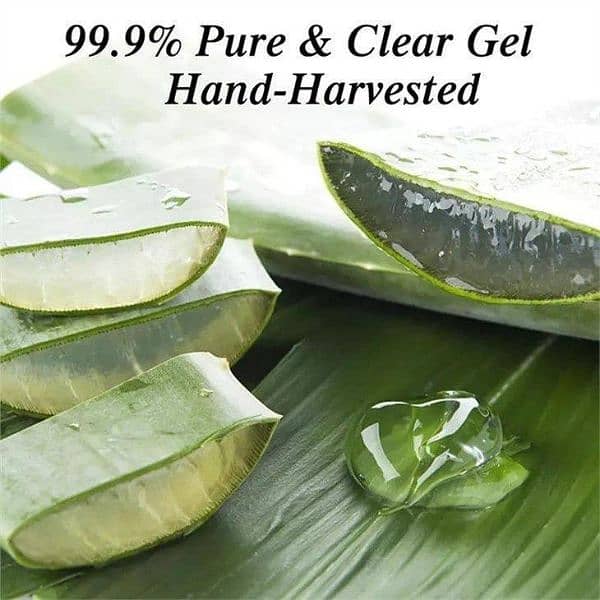 Whiting Aloe Vera Gel 1