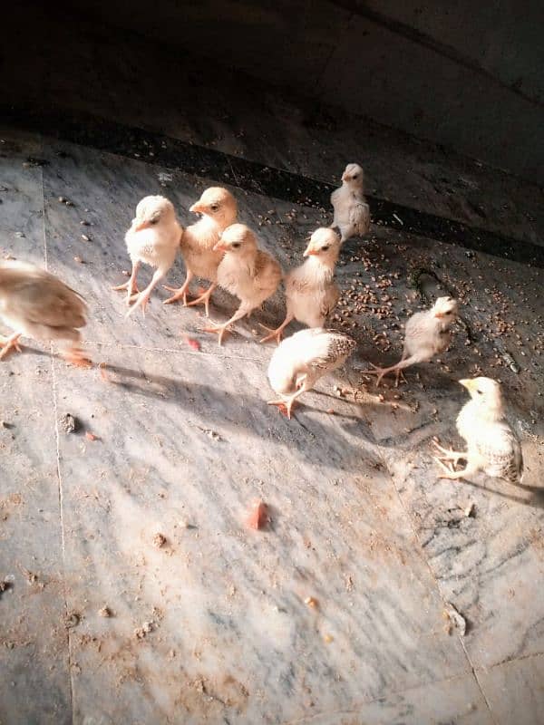 aseel/chicks aseel/hen aseel/murgi aseel/choza desi/hen hen with chick 4