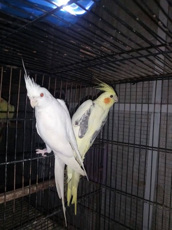 2 Cocktail breeder pair Available 0