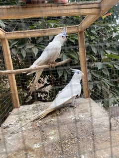 Eno Red Eyes Cockatiel Breeder Pair