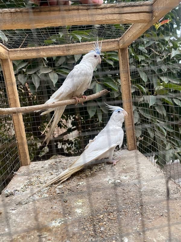 Eno Red Eyes Cockatiel Breeder Pair 0