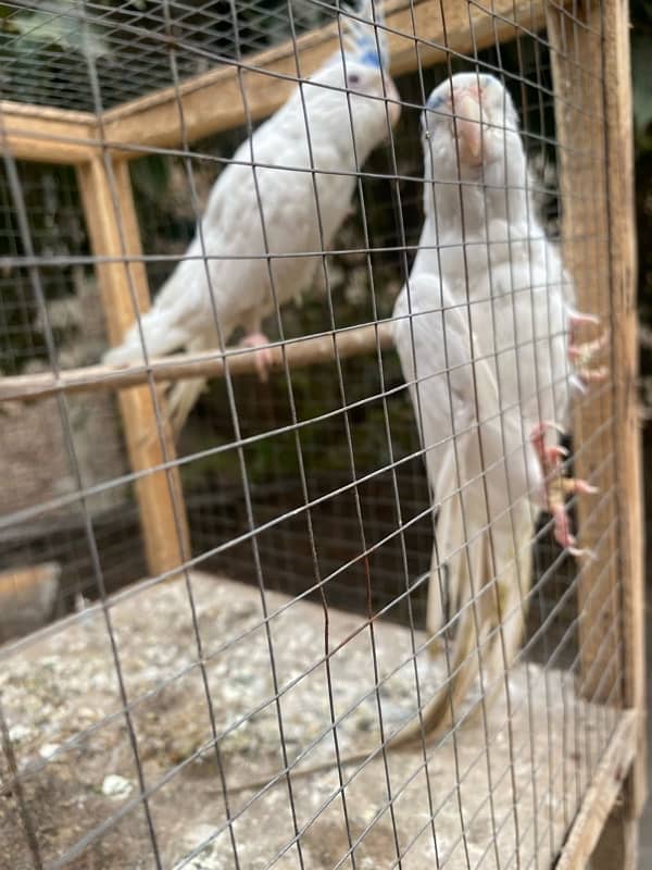 Eno Red Eyes Cockatiel Breeder Pair 1