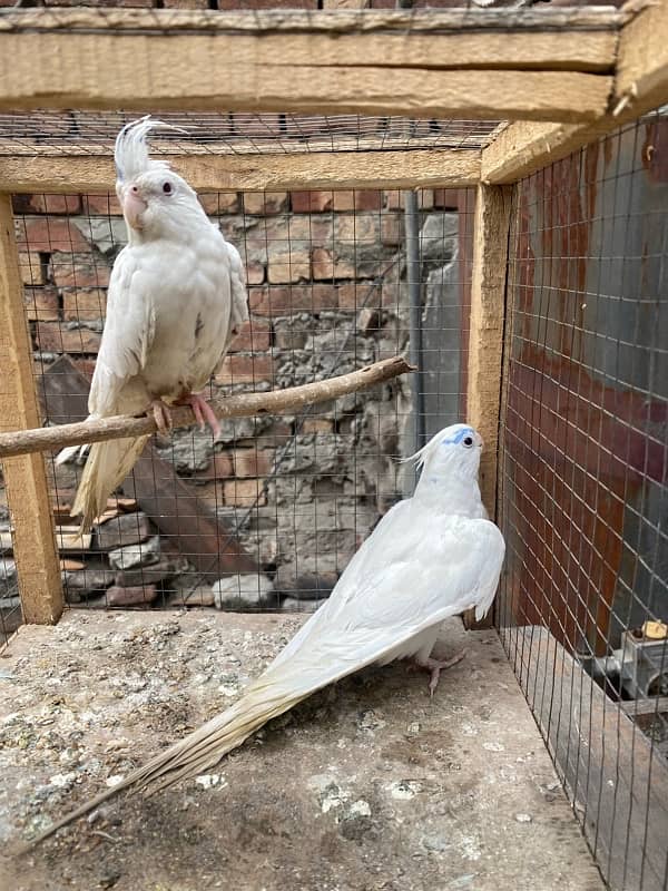 Eno Red Eyes Cockatiel Breeder Pair 2