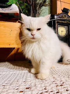 Persian double coat cat for sale