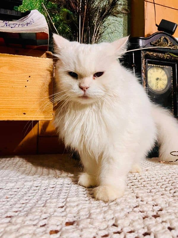 Persian double coat cat for sale 0