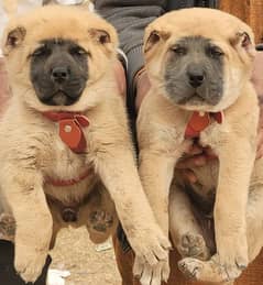 kordaish Kangal security dog raki kily