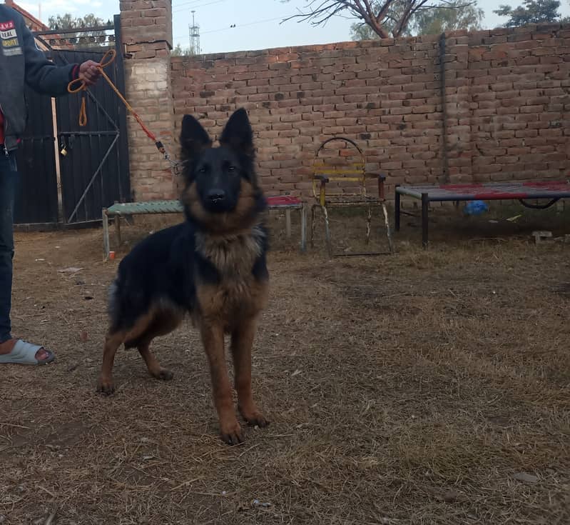 German shepherd Male For Sale Full Aggressive. 0