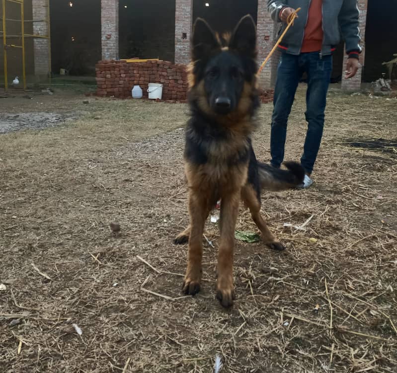 German shepherd Male For Sale Full Aggressive. 1