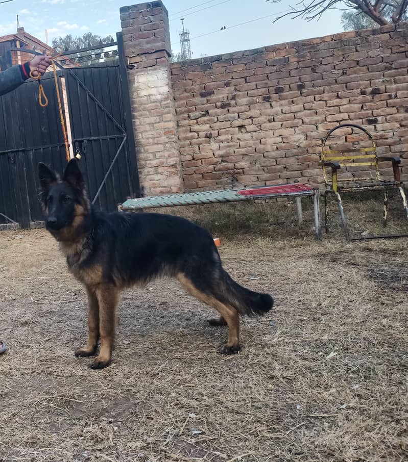 German shepherd Male For Sale Full Aggressive. 2