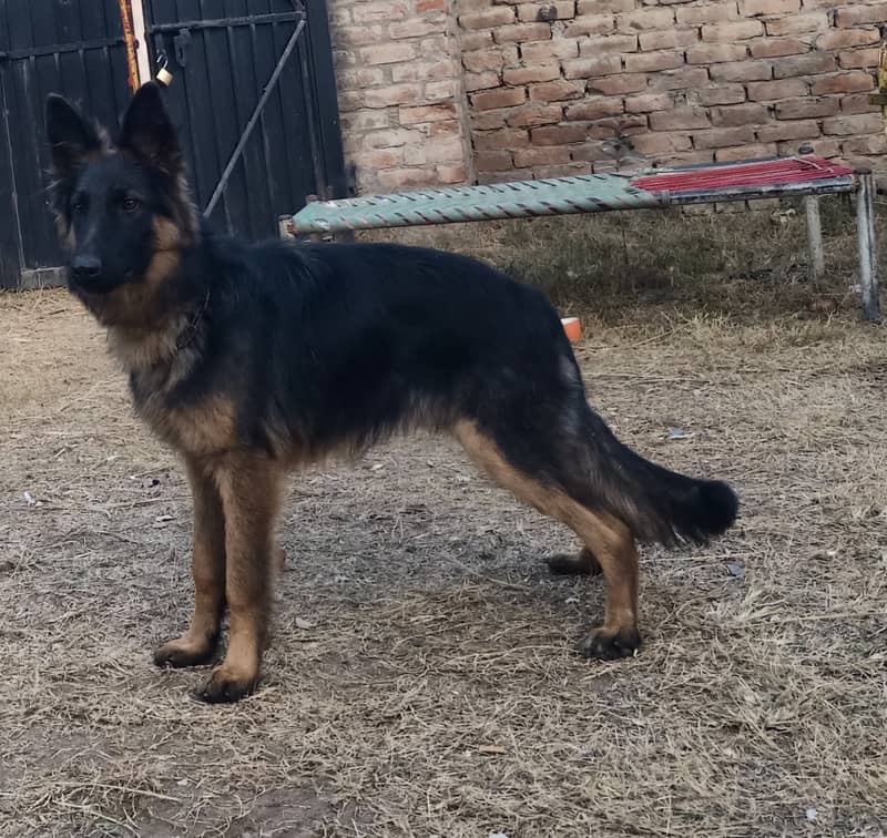 German shepherd Male For Sale Full Aggressive. 3