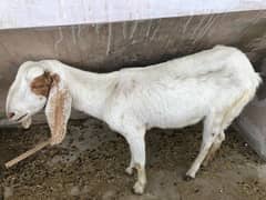 bakri jori