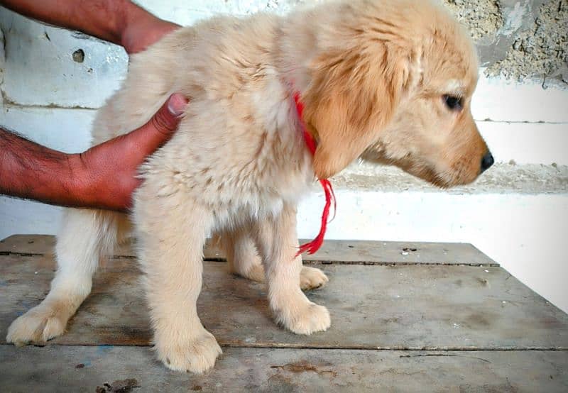 Golden Retriever Puppies 2