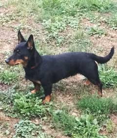 Lancashire heeler Dog