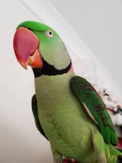 Raw Parrot For Sale