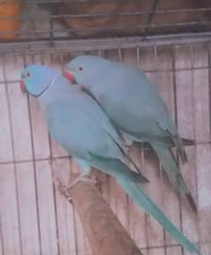 green,yellow,blue and white Ring neck and raw parrots for sale