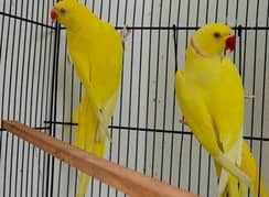 green,yellow,blue and white Ring neck and raw parrots for sale