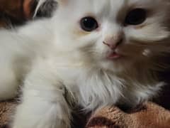 3 months old pure white persian kittens