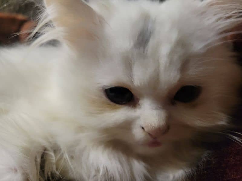 2 months old pure white persian kittens 2