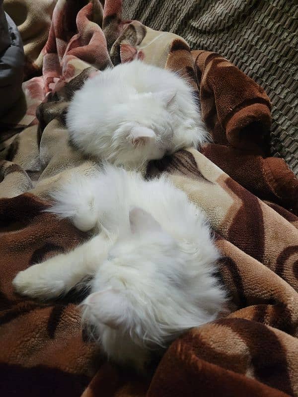 2 months old pure white persian kittens 3