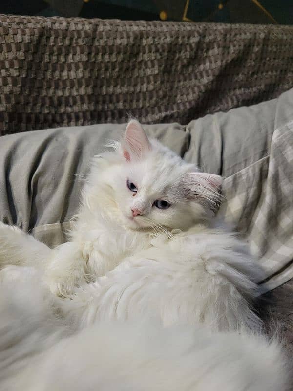 2 months old pure white persian kittens 4