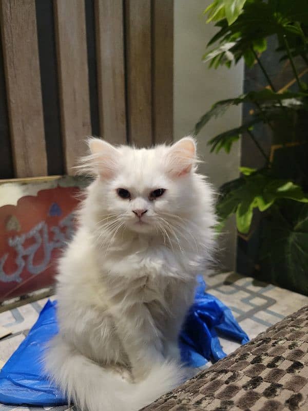 2 months old pure white persian kittens 5