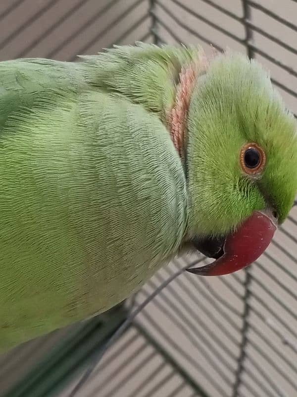 Male talking ringneck (bolnay Wala hara tota mitthu) 4