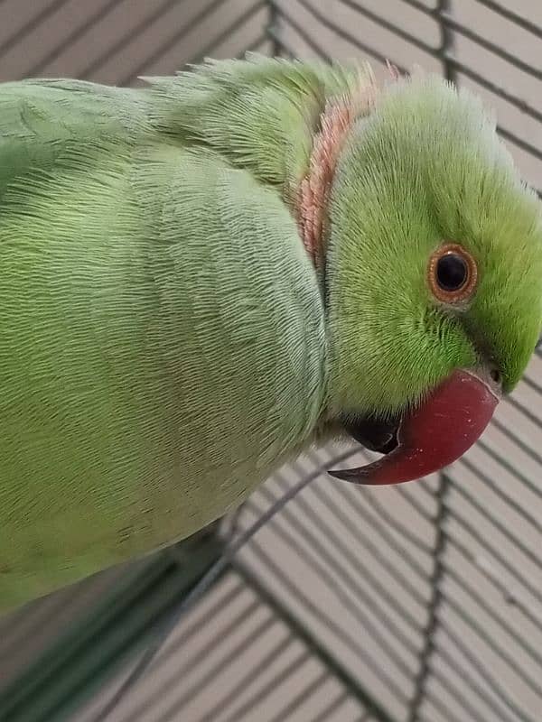 Male talking ringneck (bolnay Wala hara tota mitthu) 8