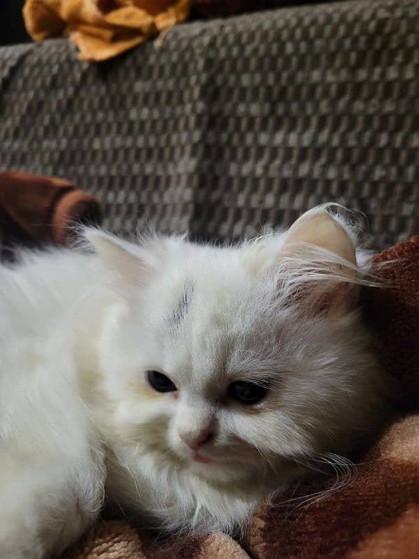 2 months old pure white persian kittens 6