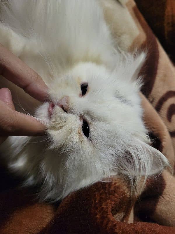 2 months old pure white persian kittens 7